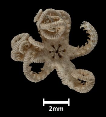 Media type: image;   Invertebrate Zoology OPH-5864 Description: Bottom of brittle star with mouth visible.;  Aspect: ventral